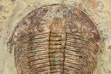 Ordovician Trilobite (Dikelokephalina) - Excellent Preservation #222355-2